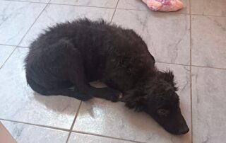 Kona 2
