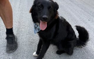 Ringo (3)