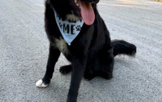 Ringo (4)